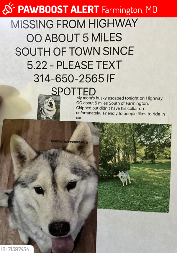 Lost Male Dog last seen OO and Plum Creek, Farmington, MO 64630