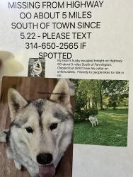 Lost Male Dog last seen OO and Plum Creek, Farmington, MO 64630