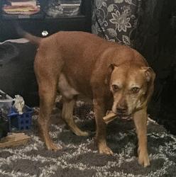 Lost Male Dog last seen Near Circle City off of Grand Ave. , Circle City, AZ 85342