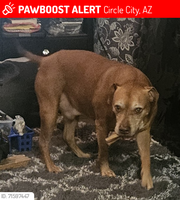 Lost Male Dog last seen Near Circle City off of Grand Ave. , Circle City, AZ 85342