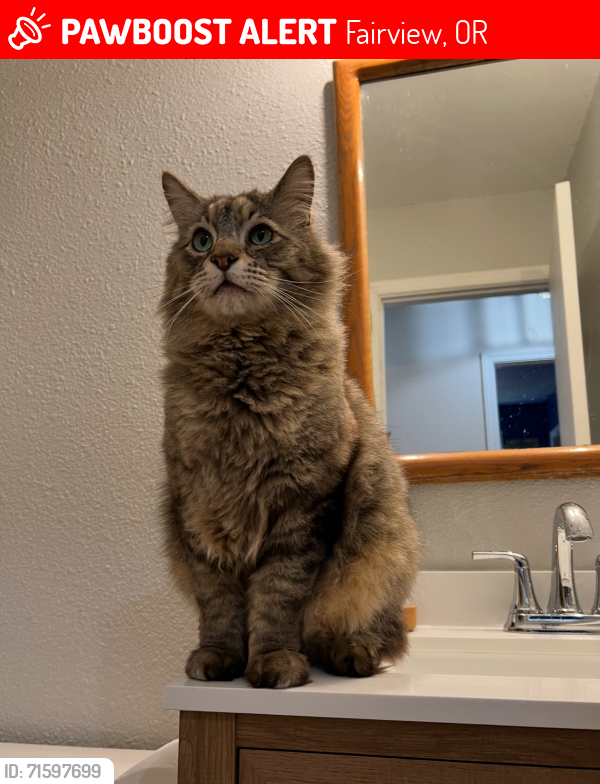Lost Male Cat last seen 223rd and Matney St , Fairview, OR 97024