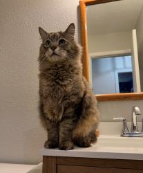 Lost Male Cat last seen 223rd and Matney St , Fairview, OR 97024