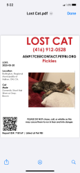 Lost Male Cat last seen Thomas Alton bulovard and Tim Dobbie Burlington , Burlington, ON 