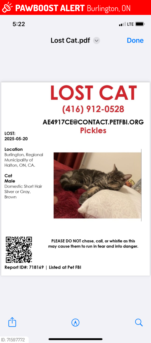 Lost Male Cat last seen Thomas Alton bulovard and Tim Dobbie Burlington, Burlington, ON 