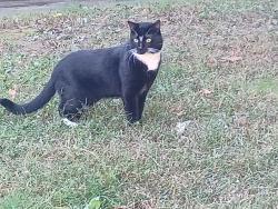 Lost Male Cat last seen Great Neck Drive, Wareham, MA 02558