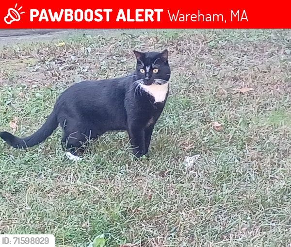 Lost Male Cat last seen Great Neck Drive, Wareham, MA 02558