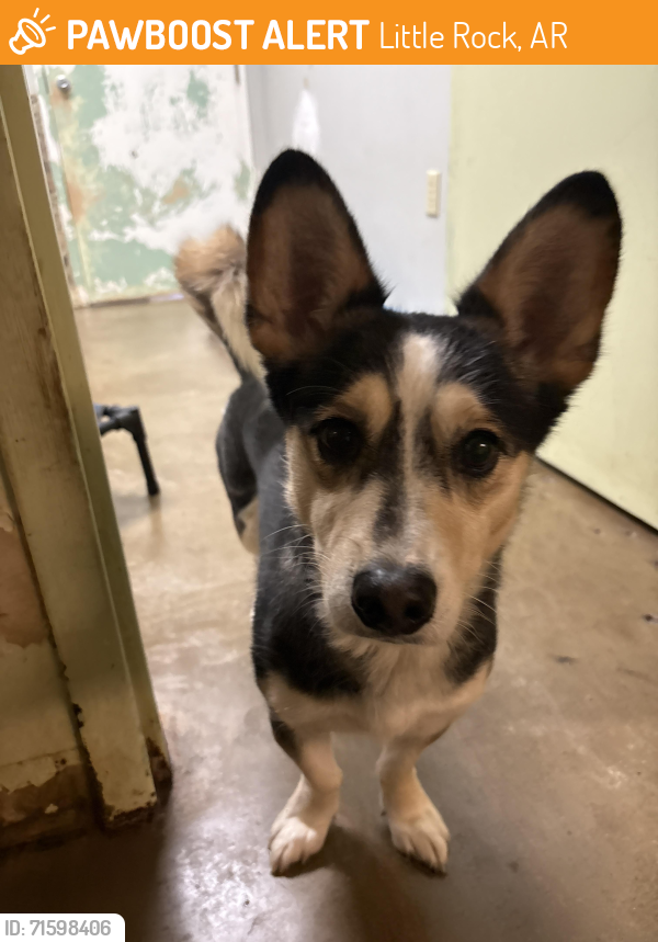 Found/Stray Female Dog last seen Hillcrest Little Rock area, Little Rock, AR 72203