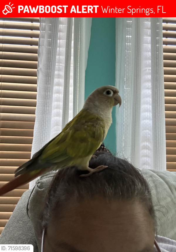 Lost Male Bird last seen Maple court, Winter Springs, FL 32708