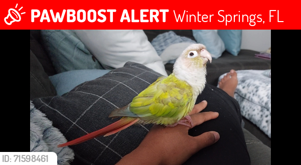 Lost Male Bird last seen Panama circle, Murphy road, Winter Springs, FL 32708