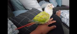 Lost Male Bird last seen Panama circle, Murphy road, Winter Springs, FL 32708