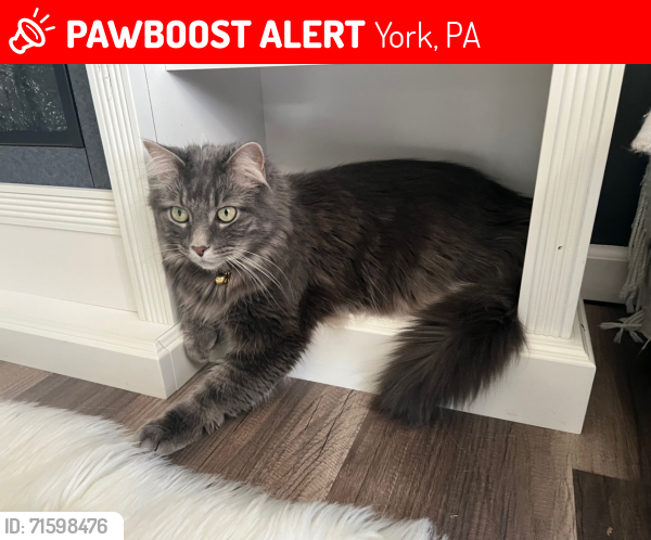 Lost Male Cat last seen Cypress Dr, Jackson Township, PA 17408