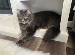 Lost Male Cat last seen Cypress Dr, Jackson Township, PA 17408
