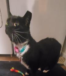 Lost Female Cat last seen Corner of Wimbledon Ave and Windsor. Westminster ests, Livingston Parish, LA 70726