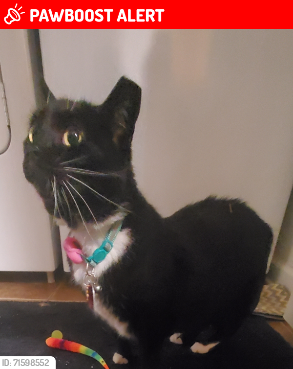 Lost Female Cat last seen Corner of Wimbledon Ave and Windsor. Westminster ests, Livingston Parish, LA 70726