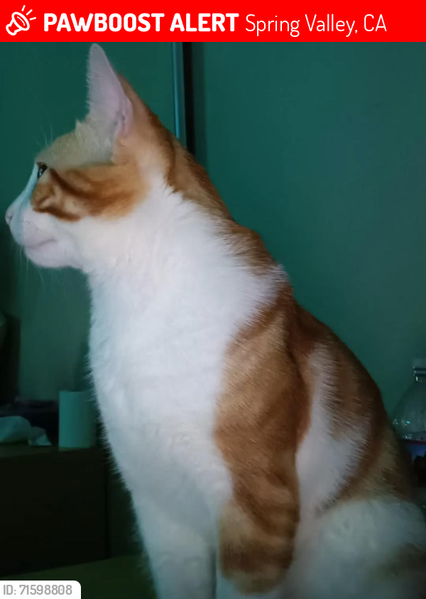 Lost Male Cat last seen Noeline Avenue, Spring Valley, CA 91977