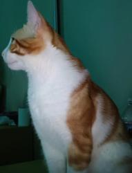 Lost Male Cat last seen Noeline Avenue, Spring Valley, CA 91977