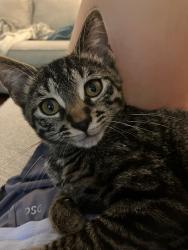 Lost Male Cat last seen Lyons Bend at Northshore, Knoxville, TN 37919