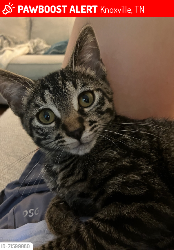 Lost Male Cat last seen Lyons Bend at Northshore, Knoxville, TN 37919