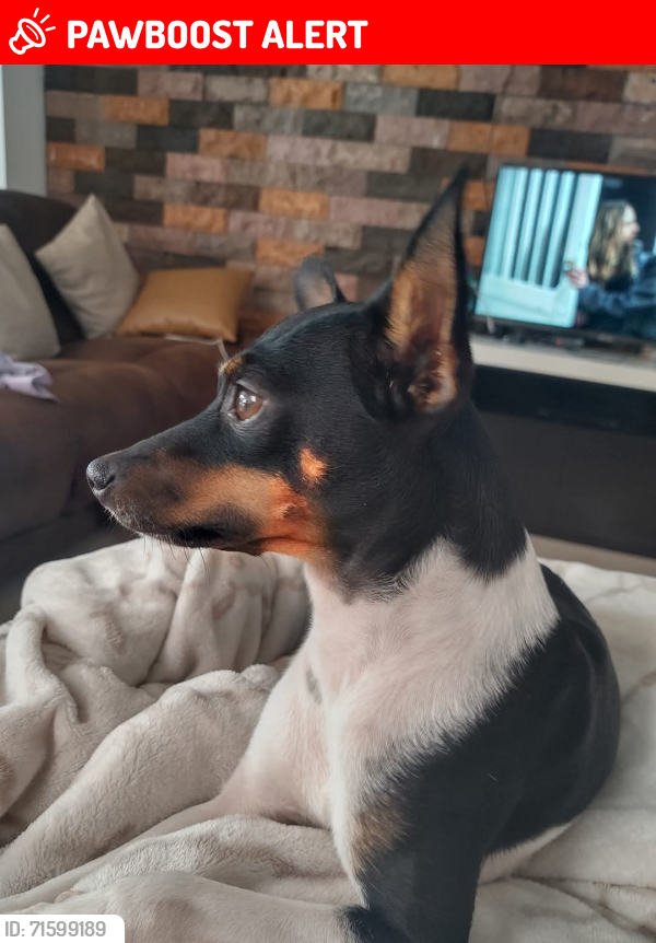 Lost Female Dog last seen Valle de las gardenias, Puerto de Buenavista, Mich. 