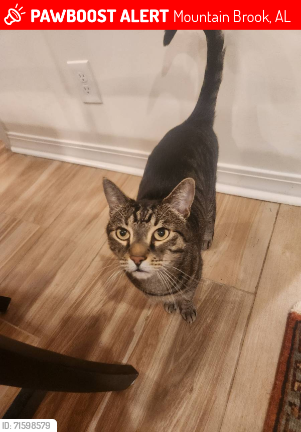 Lost Male Cat last seen Elder St., Mountain Brook, AL 35213