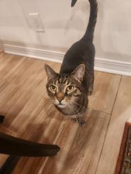 Lost Male Cat last seen Elder St., Mountain Brook, AL 35213