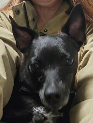 Lost Female Dog last seen North B St & Ahern St., Sacramento, CA 95811
