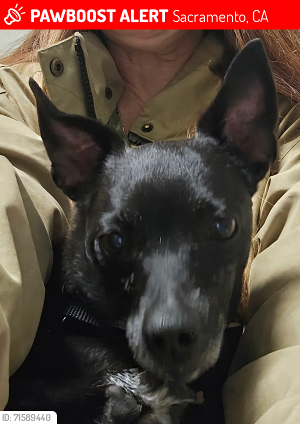 Lost Female Dog last seen North B St & Ahern St., Sacramento, CA 95811
