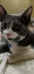 Lost Male Cat last seen Route32, Woodbury, NY 10930