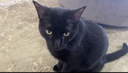 Lost Male Cat last seen NW 54th Blvd. 32653, Gainesville, FL 32653