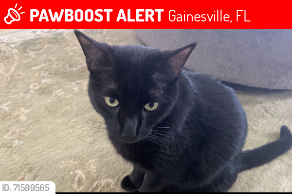 Lost Male Cat last seen NW 54th Blvd. 32653, Gainesville, FL 32653