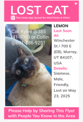Lost Male Cat last seen Winchester St & 700 E, Murray, UT. 84107, Murray, UT 84107