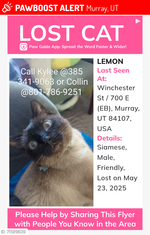 Lost Male Cat last seen Winchester St & 700 E, Murray, UT. 84107, Murray, UT 84107