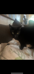 Lost Male Cat last seen Old wood lane / firewood /  , Vestavia Hills, AL 35243