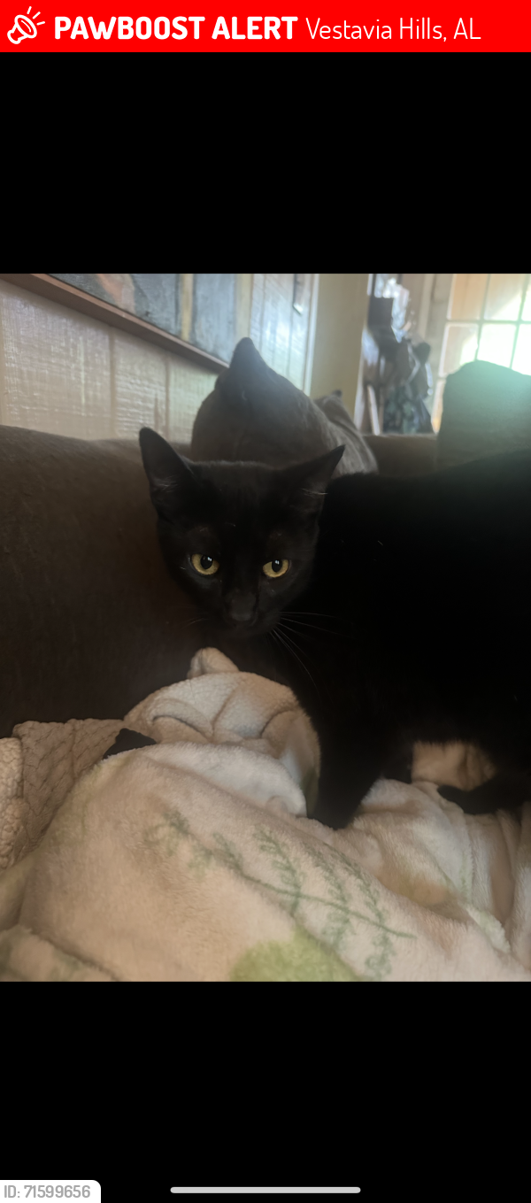 Lost Male Cat last seen Old wood lane / firewood /  , Vestavia Hills, AL 35243
