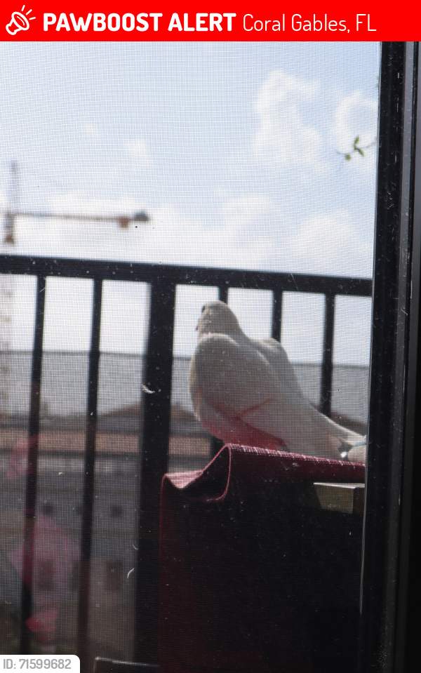 Coral Gables, FL Lost Bird, Miss Pigeon Is Missing | PawBoost