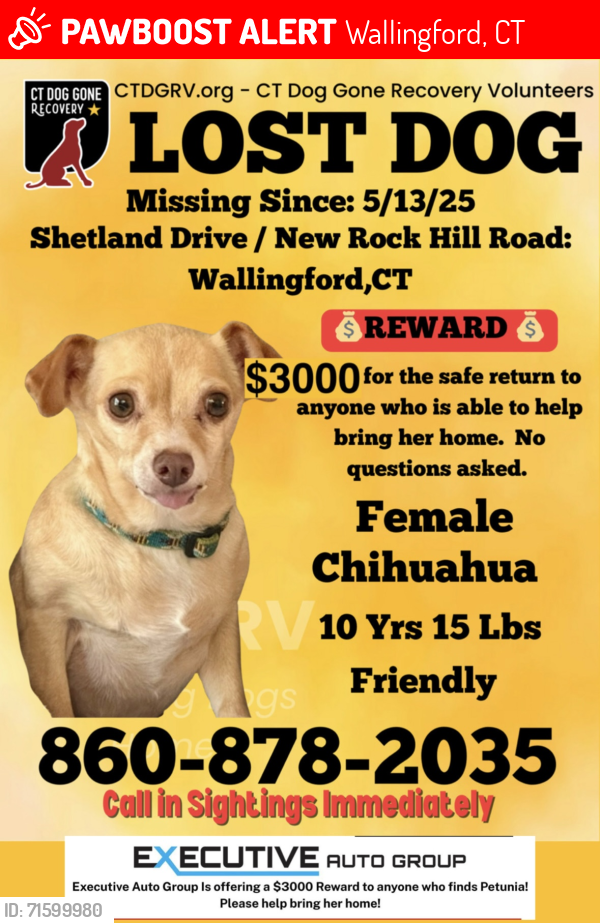 Lost Female Dog last seen Shetland Dr and New Rock Hill Rd, Wallingford, CT 06492