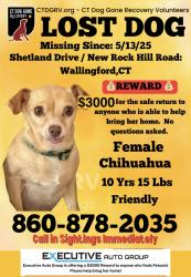 Lost Female Dog last seen Shetland Dr and New Rock Hill Rd, Wallingford, CT 06492