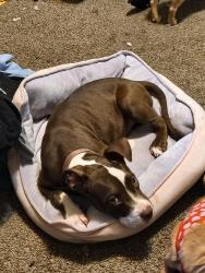 Reunited Female Dog last seen Filmore  and 8th st , Wichita Falls, TX 76309