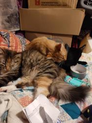 Lost Female Cat last seen Luna 6740 San Pedro Ave San Antonio 78216, San Antonio, TX 78216