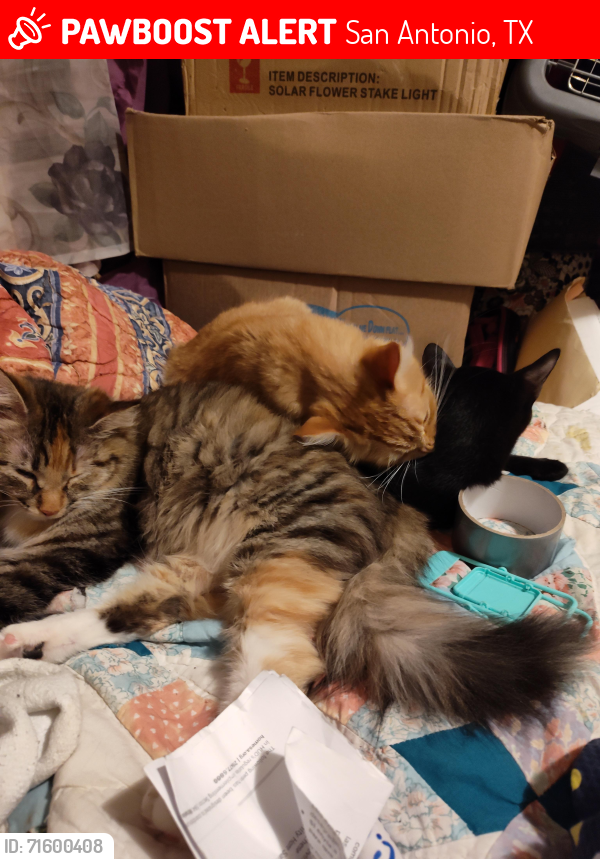 Lost Female Cat last seen Luna 6740 San Pedro Ave San Antonio 78216, San Antonio, TX 78216
