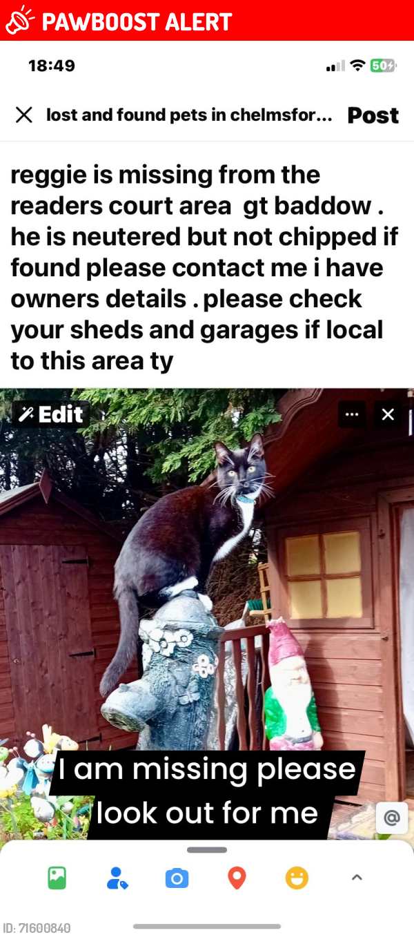 Lost Male Cat last seen Readers court, Great Baddow, England CM2