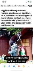Lost Male Cat last seen Readers court, Great Baddow, England CM2