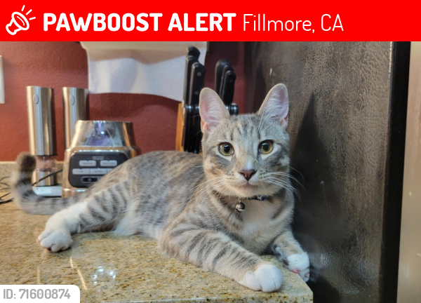 Lost Male Cat last seen Meadowlark Dr.  , Fillmore, CA 93015