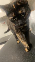 Lost Female Cat last seen Roberts place ls9 6rt, Harehills, England LS9 6RT