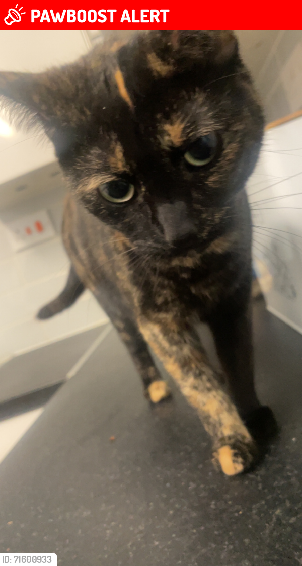 Lost Female Cat last seen Roberts place ls9 6rt, Harehills, England LS9 6RT
