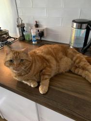 Lost Male Cat last seen Penkhull Stoke on Trent, Stoke-on-Trent, England ST4