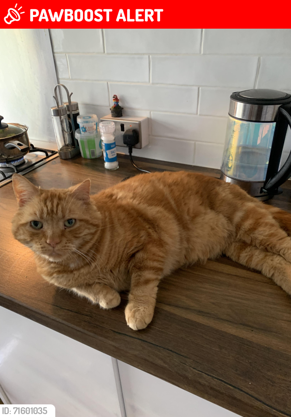 Lost Male Cat last seen Penkhull Stoke on Trent, Stoke-on-Trent, England ST4