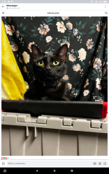 Lost Female Cat last seen Lejuan ct in arlington, Grand Prairie, TX 75050