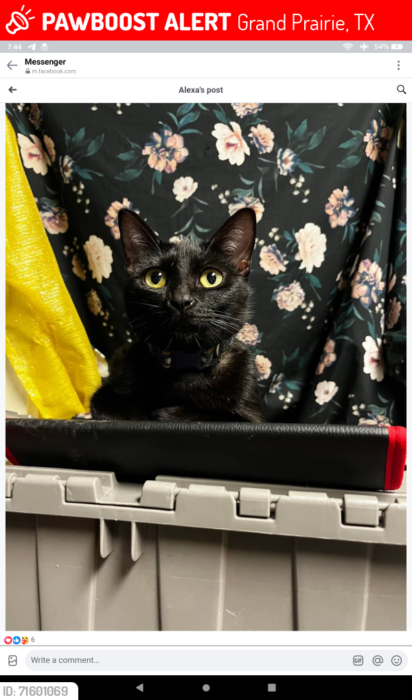 Lost Female Cat last seen Lejuan ct in arlington, Grand Prairie, TX 75050