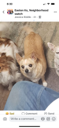 Lost Male Dog last seen 259th st & lecompton  rd, Winchester, KS 66097